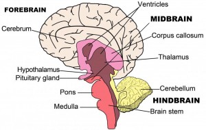 brain structure
