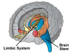 limbic system